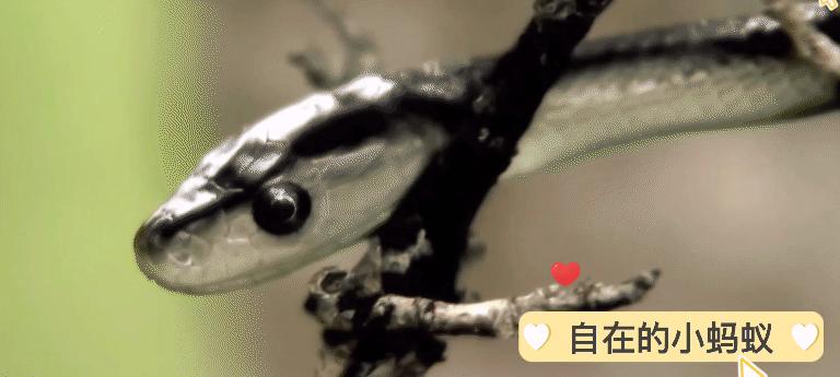 毒蛇最怕动物是什么,遇到毒蛇有哪些解决方法