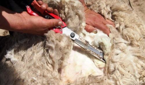 一夜薅走700万,互联网羊毛*党**简史