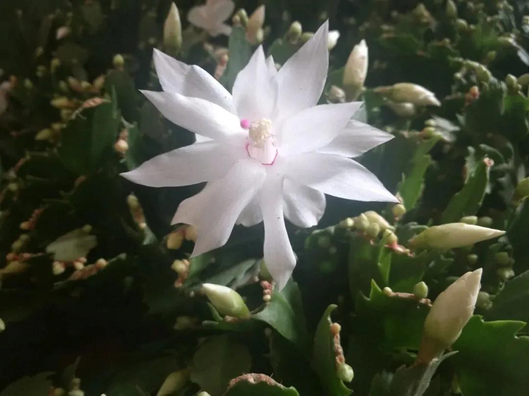 蟹爪兰一盆3个颜色,蟹爪兰100品种图片