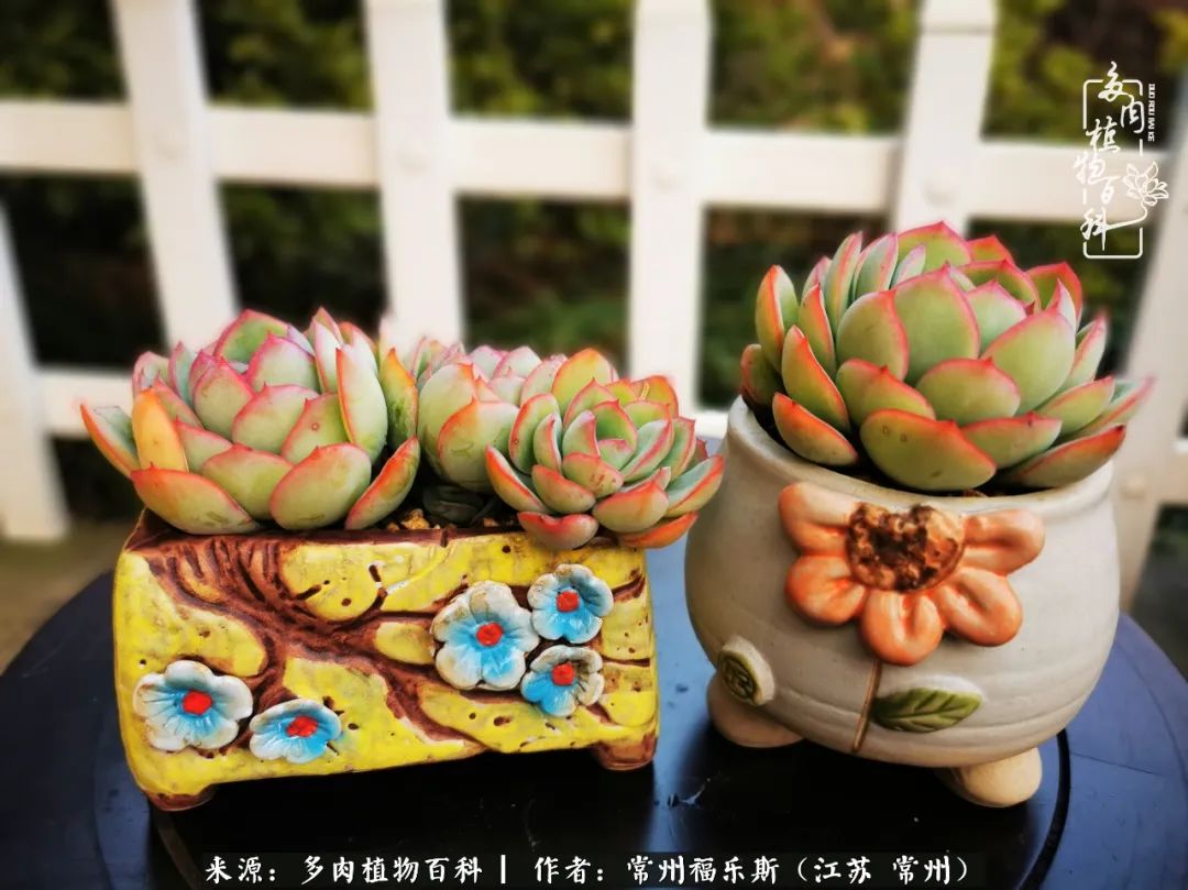 多肉是一处景物吗,多肉也有一道靓丽的风景