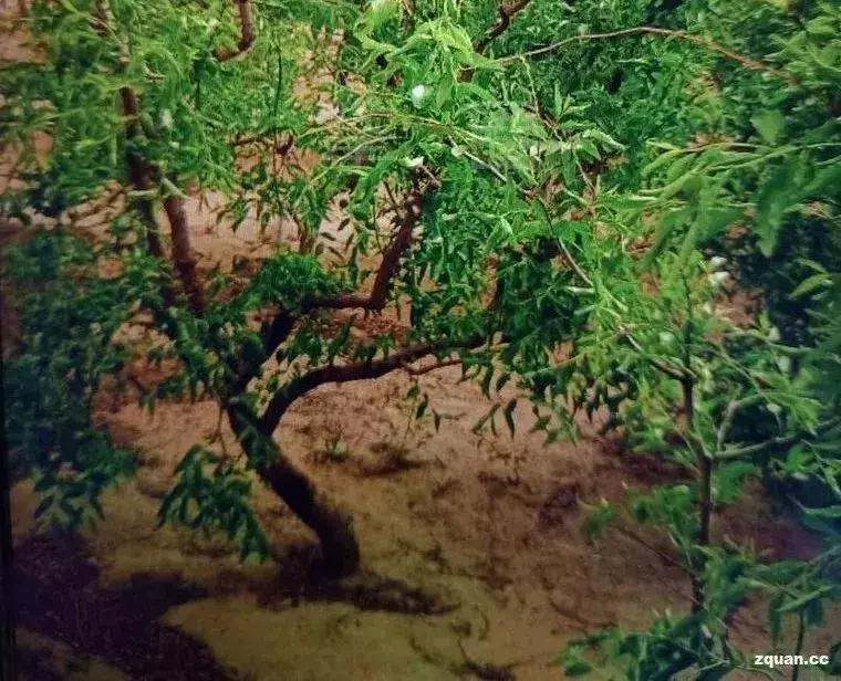 NO.844：阿克苏本地求职招聘、出租转让、农林牧副渔…信息大全