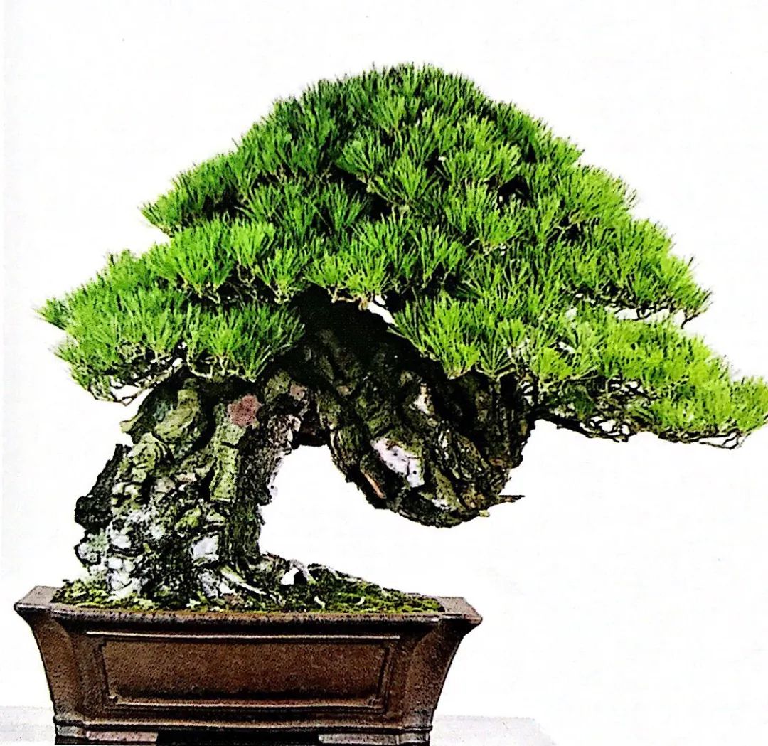 松柏树枝怎么修剪,松柏树修剪造型视频