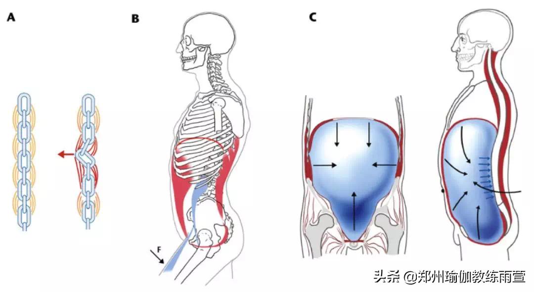 有肋骨外翻，锁骨窝凹陷，腰部疼痛的症状吗？你需要重新认识呼吸