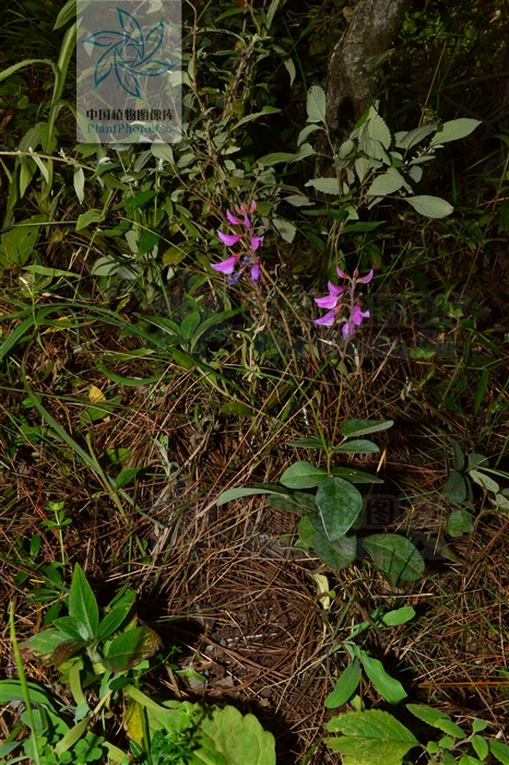 锈钉子扎到流血了需要打破伤风吗,锈钉子刮破皮出血要打破伤风吗