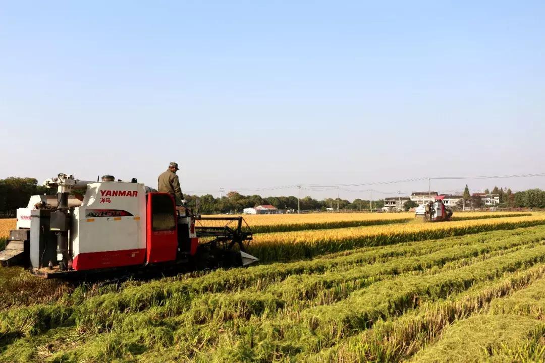 无锡真的还有农民，承包700亩！坚守26年，亲友都跟着他干！
