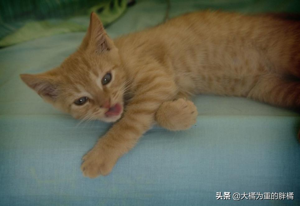 管教猫咪时猫咪生气怎么办,如何让猫咪知道铲屎官生气了