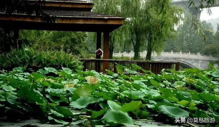 爱喝双拼奶茶的你,知道南京市郊有座免费的“双拼”公园吗?