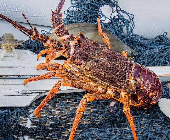 澳洲禁令7号之后会解除吗,澳洲七月签证最新政策