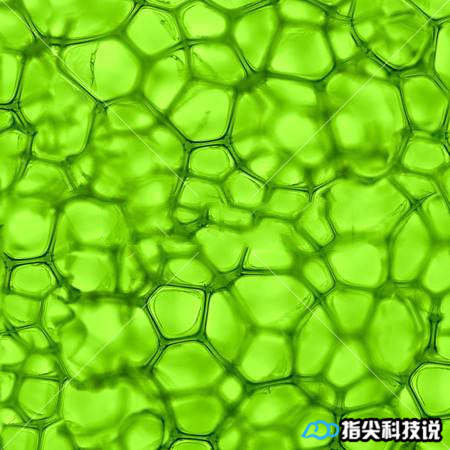 青菜煮变绿,青菜怎么煮才能变绿