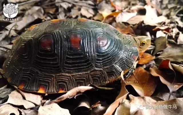 黄缘闭壳龟全集,黄缘闭壳龟和黄缘盒龟