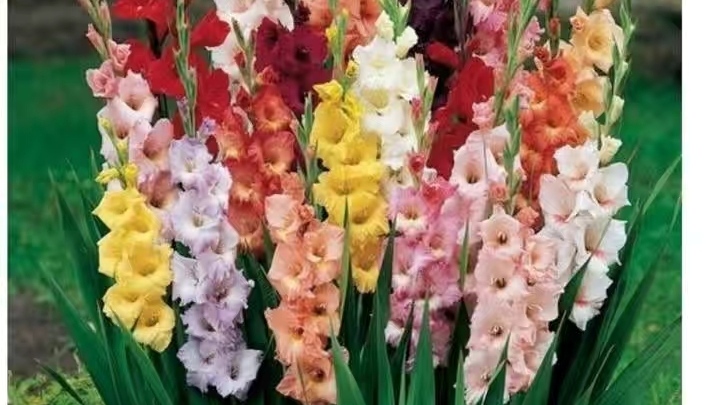 唐菖蒲花后的种球怎么养殖,唐菖蒲的养殖方法