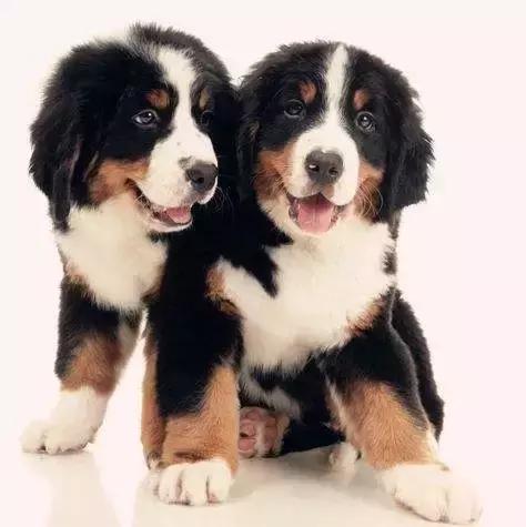 宠物生活节南京,南京宠物文化节活动