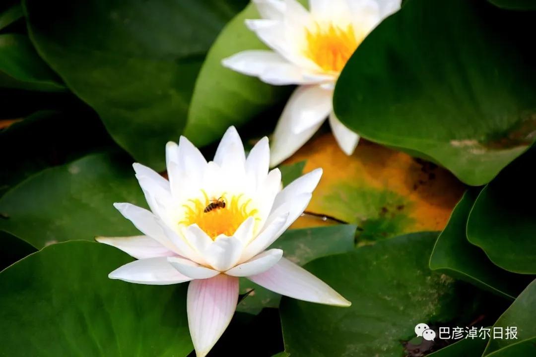 临河植物园景色,临河荷花景区