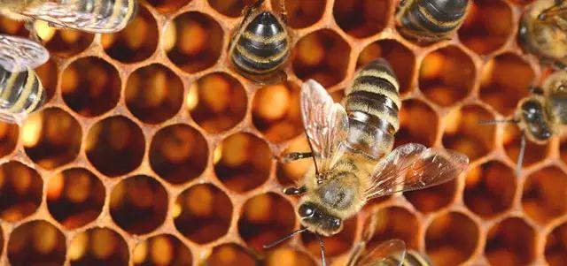 蜂胶的功效与作用糖尿病人能用吗,吃蜂胶对身体有什么好处