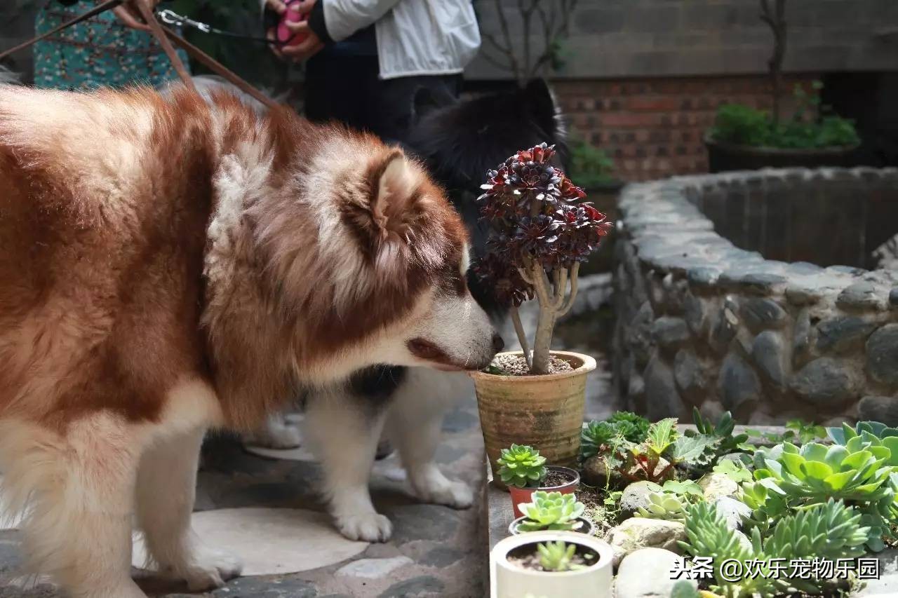 狗狗喜欢舔主人脚丫子意味着什么?原因有四个,看完长知识了