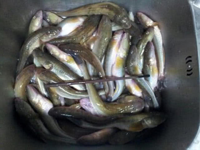 连云港海边垂钓沙光鱼“沙光一年一尺长，三年赶上老龙王”