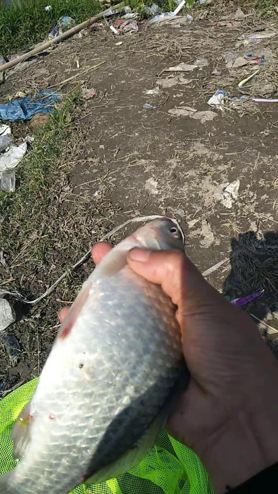 走水无敌小软尾浮漂野钓实战,野钓水深3米走水用吃铅几克浮漂