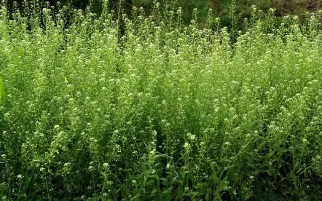 那些常见却叫不上名字的野花野草,常见的野花野草却是农家之宝