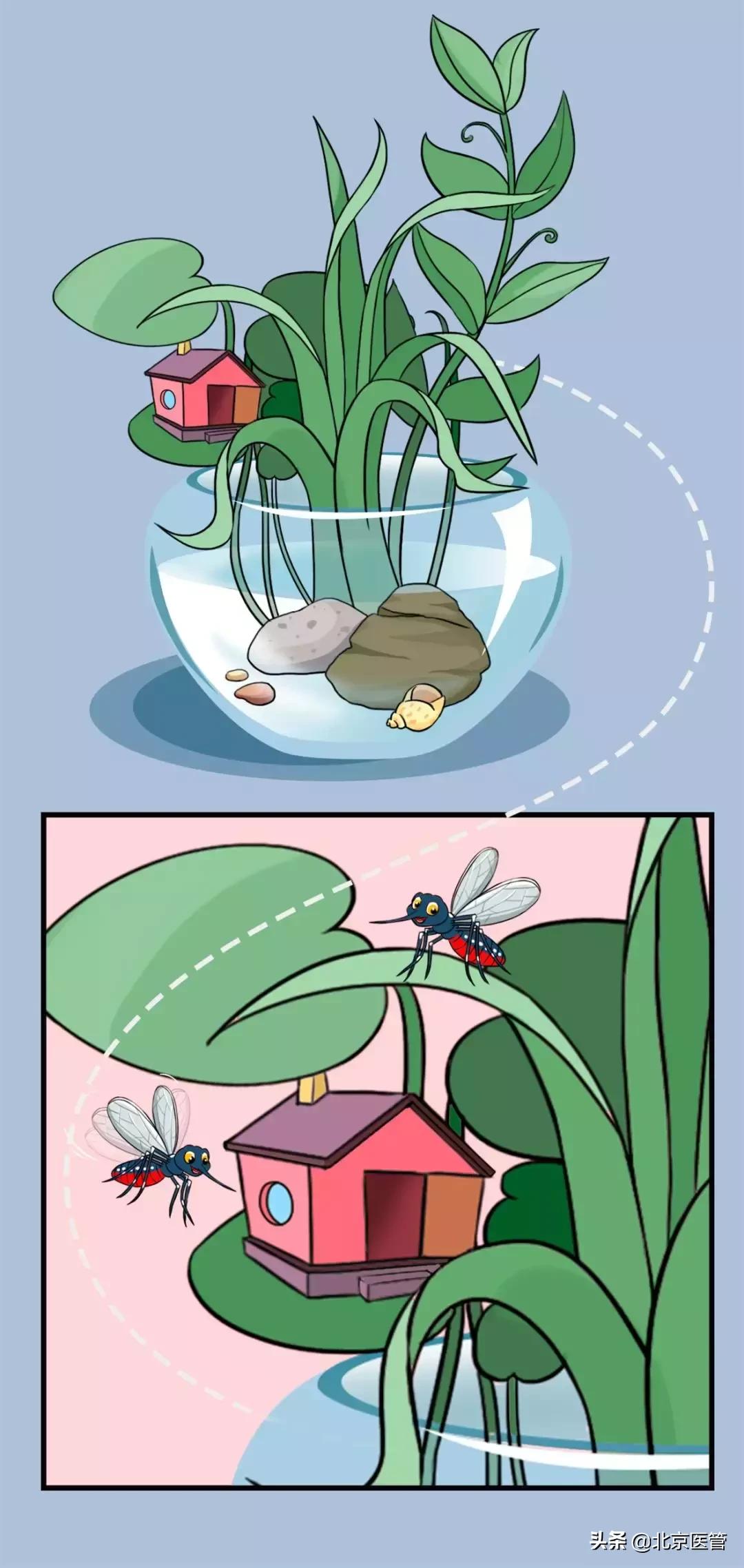 夏天蚊子太烦人教驱蚊的绝招,夏天怎么预防蚊子最有效