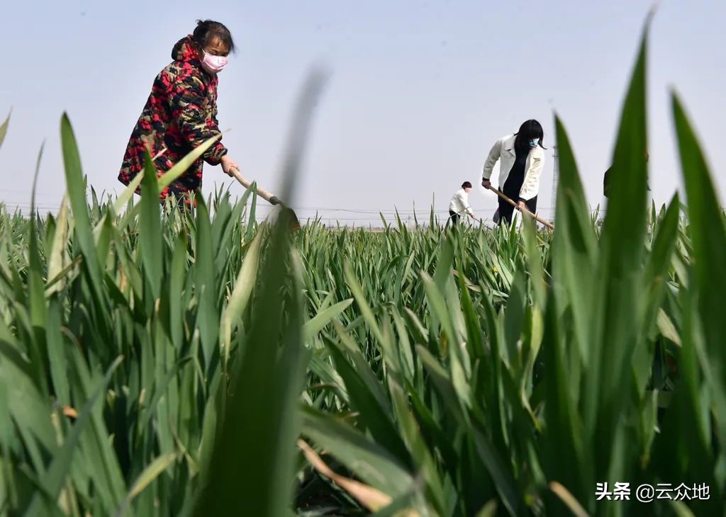 小麦粉霉病,小麦黑粉病用什么农药