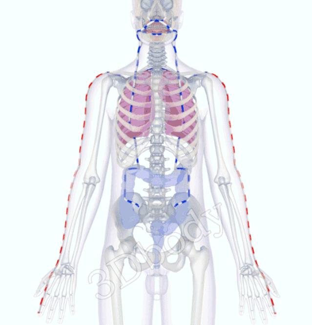 最新经络图精美3d动态循行图,经络3d动态循行图怎样制作