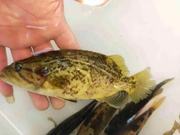 手竿活虾钓鳜鱼的技巧,手竿泥鳅钓鳜鱼怎么钓