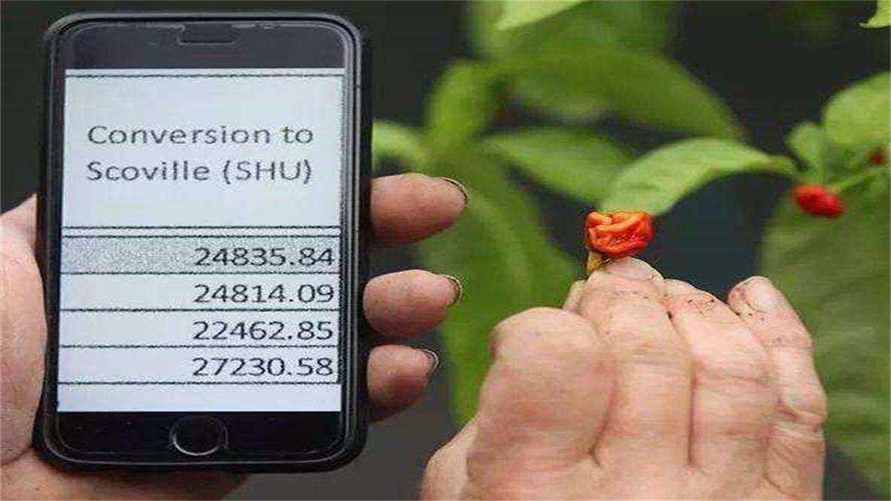 世界上最辣的辣椒辣王敢挑战吗,人类吃世界上最辣的辣椒