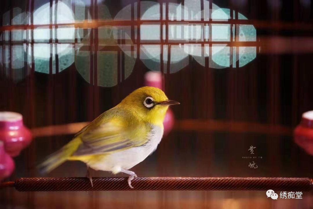 怎么分辨绣眼公母,绣眼一个月怎么判断公母