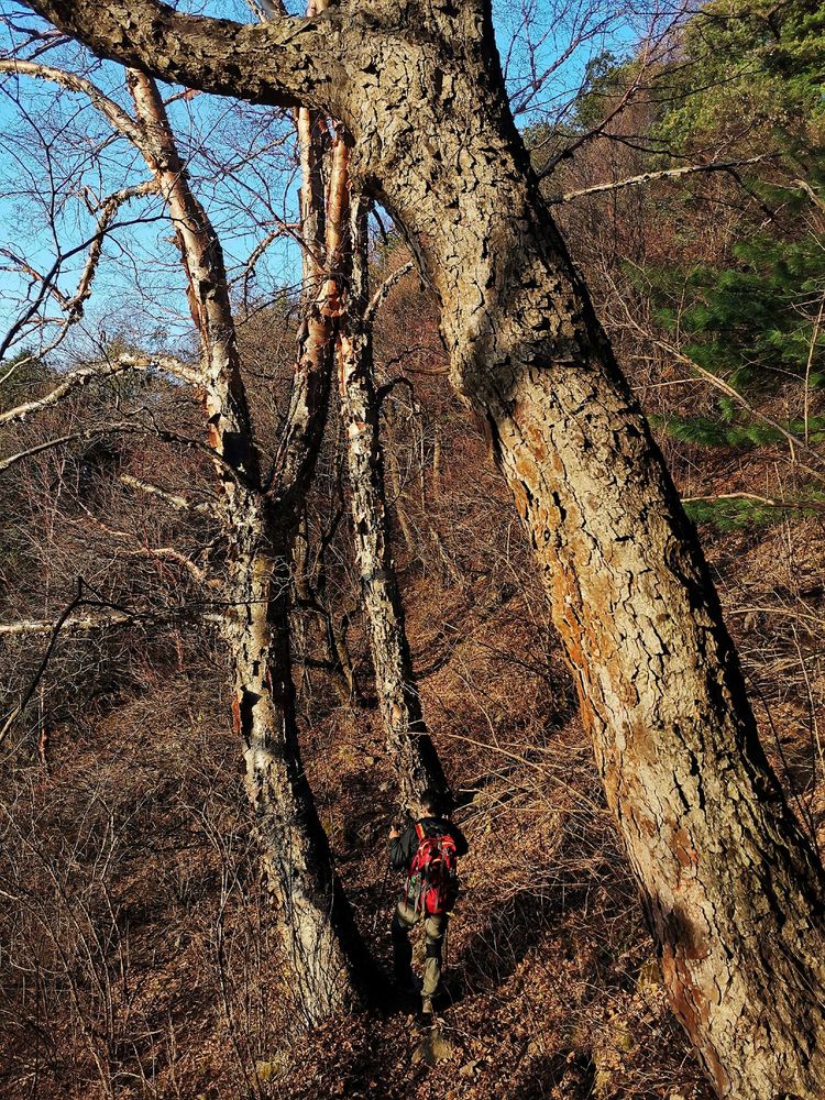 20201101惊悚之行~首阳山大坪梁单日横穿+原返