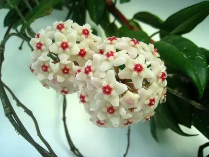 百花图谱大全100幅,工笔百花图谱100种