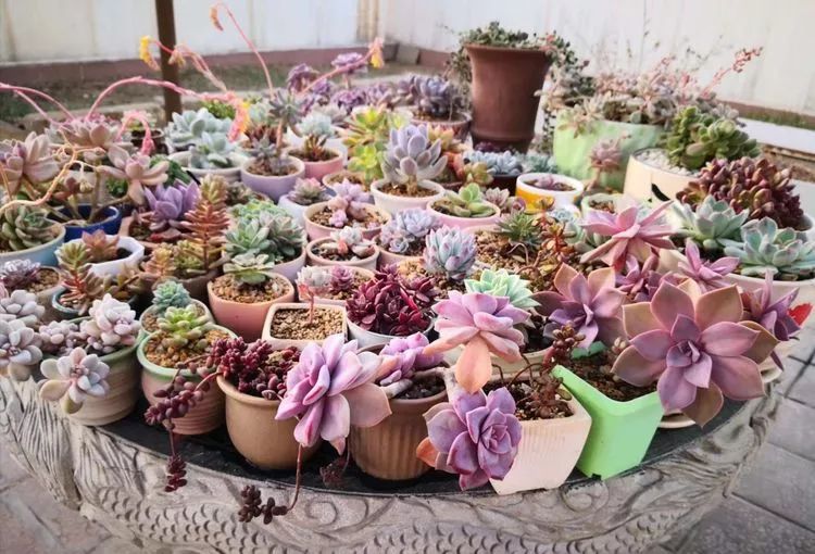 一花一叶一世界多肉,一花一世界多肉之美