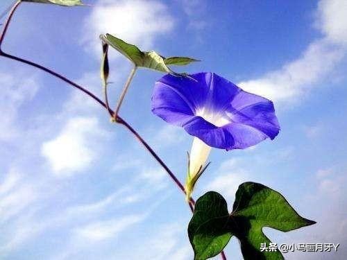 千字文全文注音版,千字文注音逐句解释