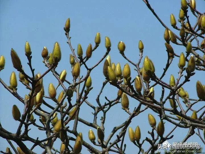 睡觉就鼻子不通中药方,鼻子不通气中成药