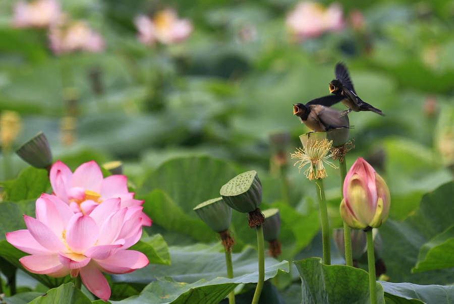 鹤城印象荷花图片,鹤城区看荷花