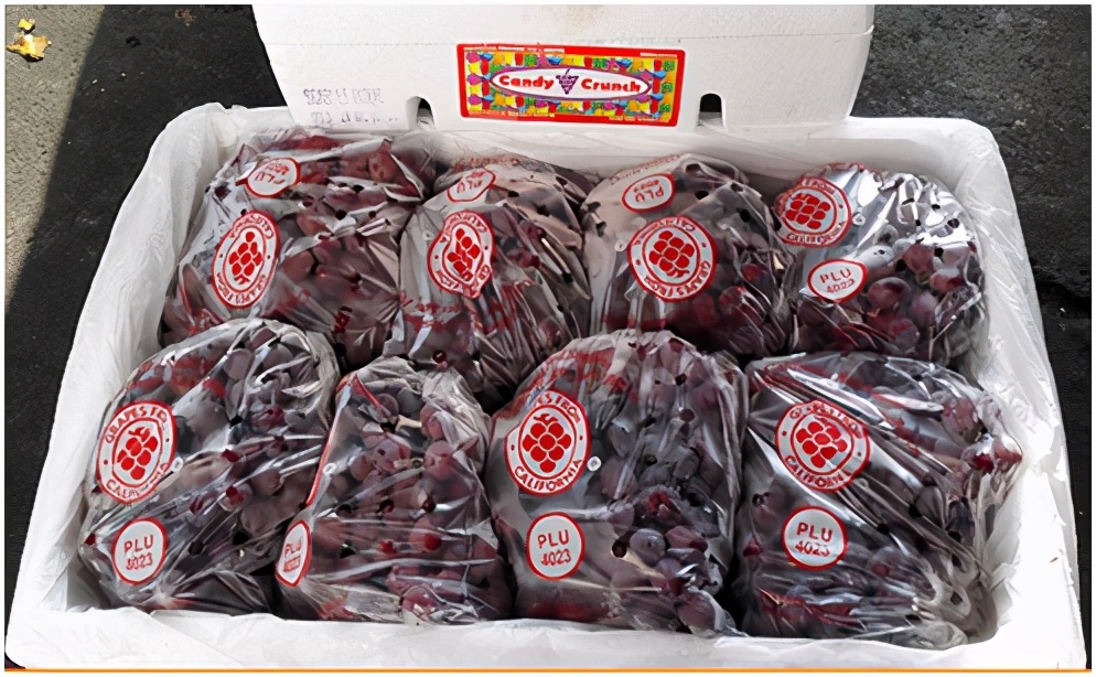 进口提子哪些品种 (进口提子品种及图解)