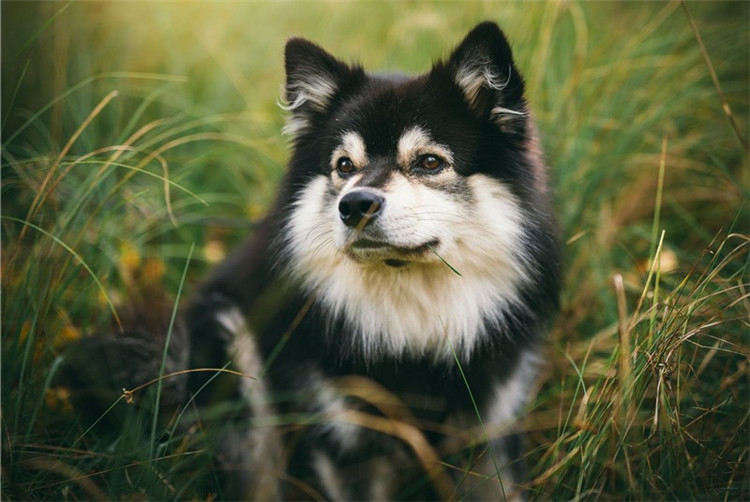 如何做好拉布拉多的铲屎官,新手铲屎官怎么养好狗