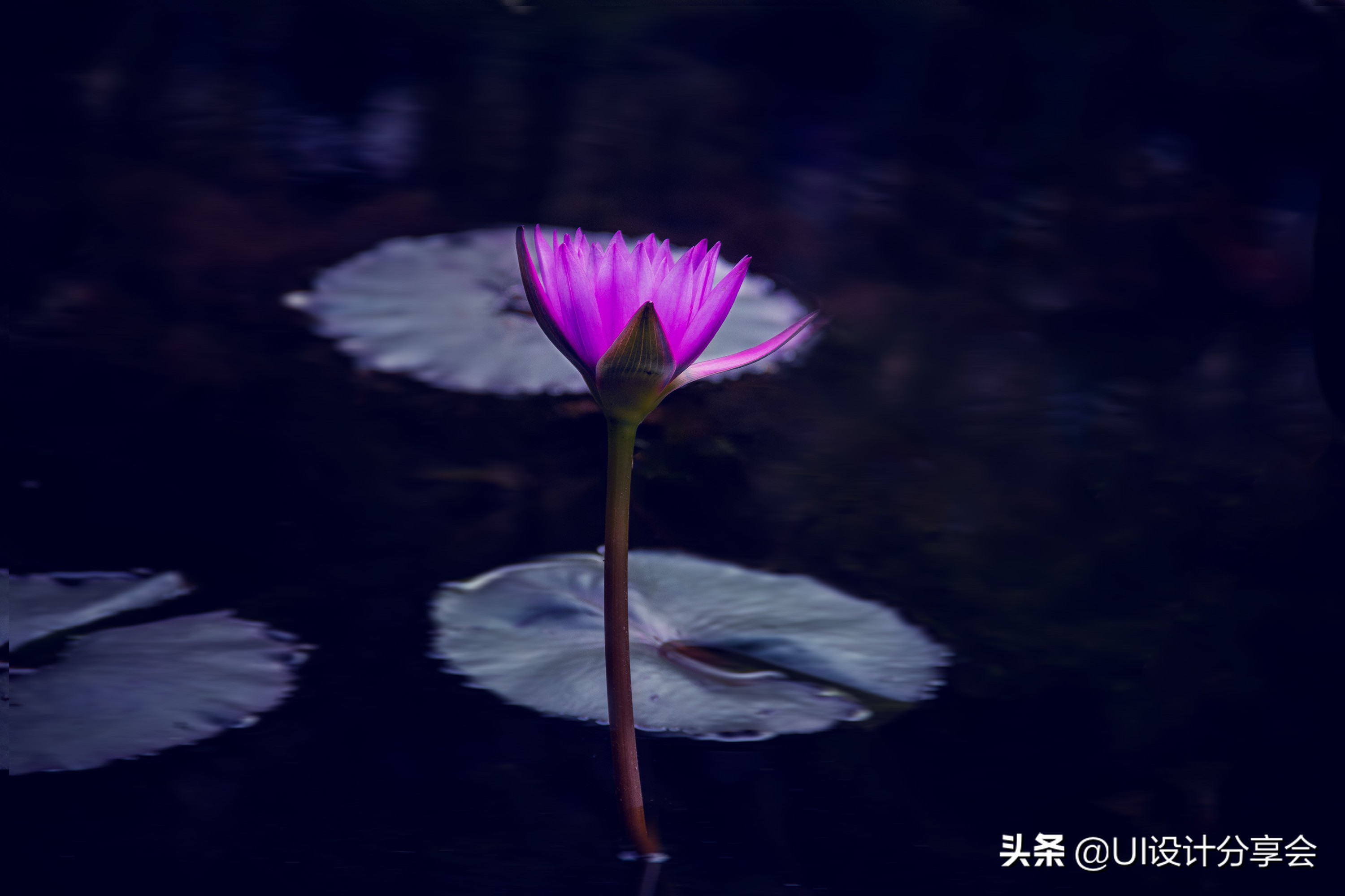 ps画意荷花如何调出洇染效果,ps荷花多重曝光的后期调色教程