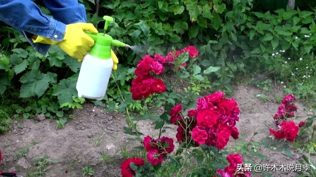 月季新手种植教程,购苗、修剪、施肥、浇水、喷药,手把手教你