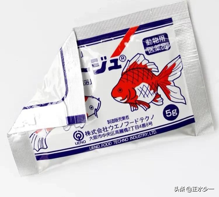 金鱼长白毛胀肚,金鱼身上长肉疙瘩怎么回事