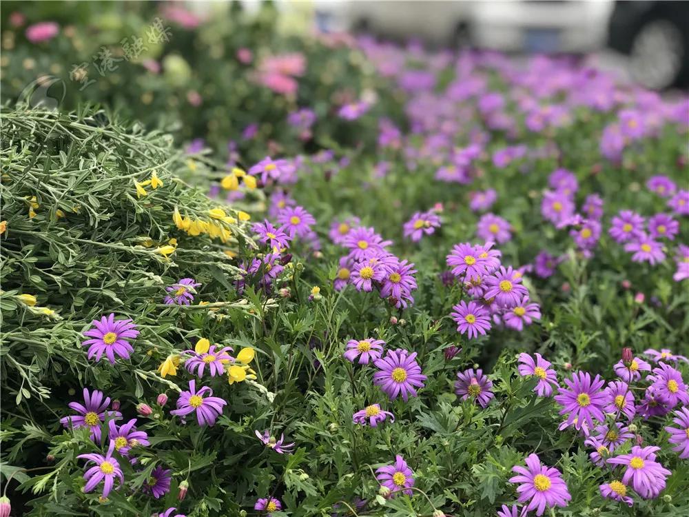 双流周边踏青赏花,踏春赏花成都这些地方值得去看看