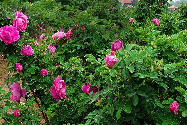 四季风玫瑰图,四季玫瑰造型树