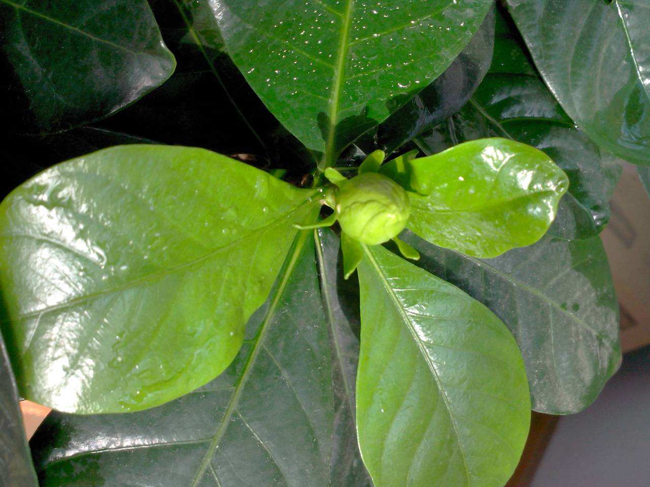 栀子花黄叶掉花苞怎么处理,栀子花黄叶掉叶的解决办法