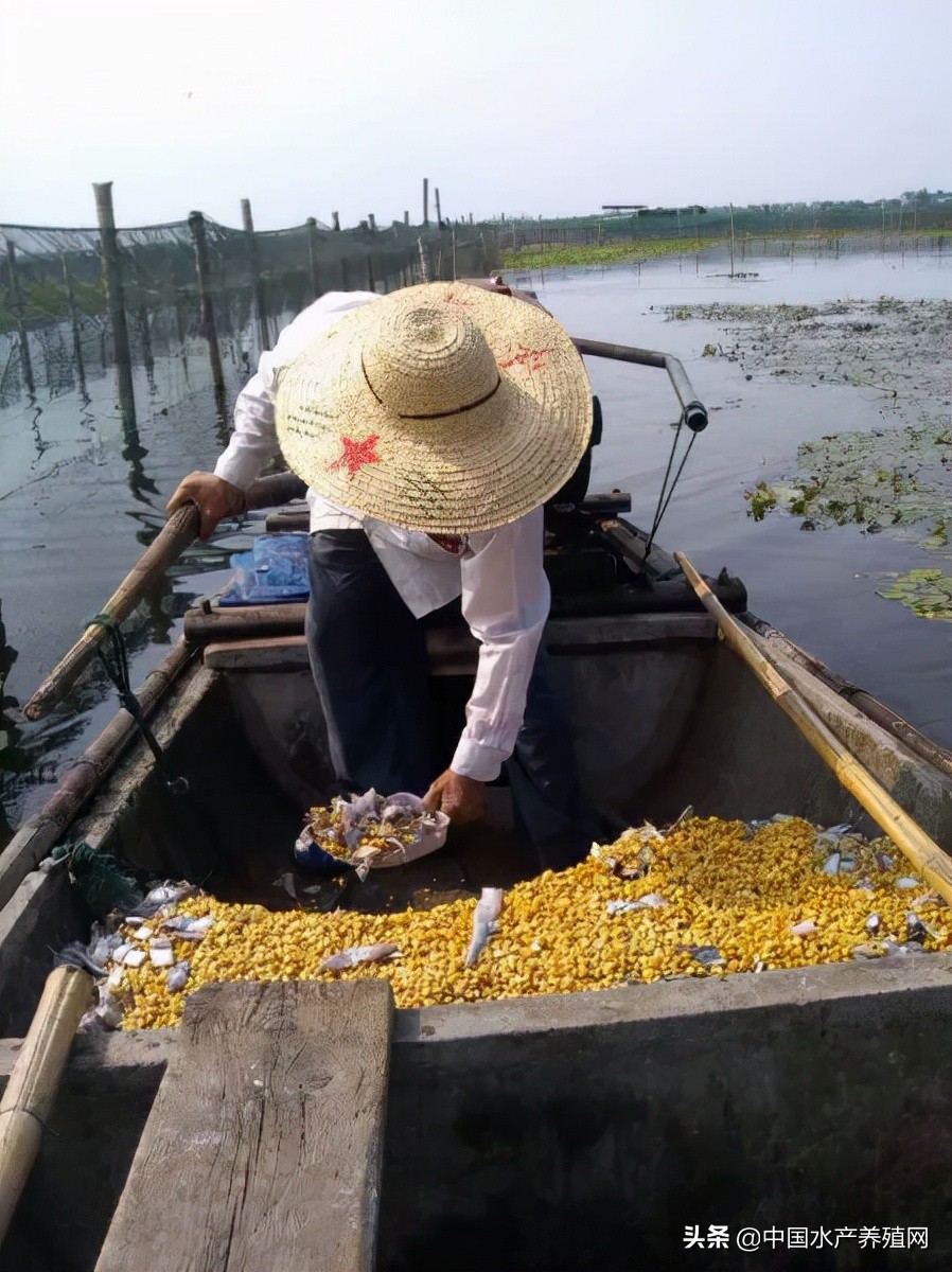 2023年河蟹养殖成本与利润,养殖河蟹100亩利润