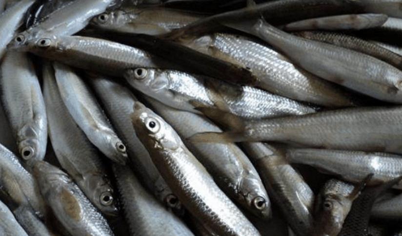 海竿钓鲢鳙白条闹窝怎么解决,抽鲢鳙遇到白条闹窝怎么办