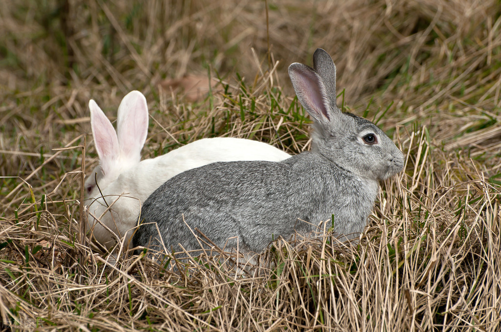 兔子咬伤有发病案例吗,兔子打架被咬伤怎么处理