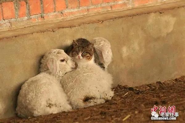 老家的印象和往事 (老家的印象介绍)