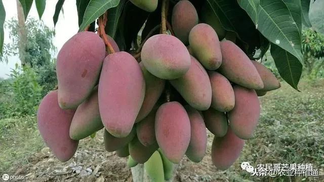 芒果流胶病怎么治疗,芒果流胶病防治措施