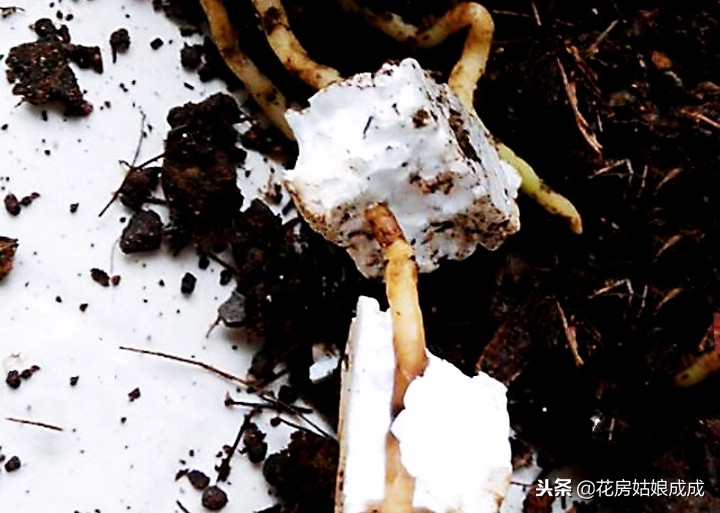 花盆里放泡沫能预防积水吗,花盆太深在底下放泡沫可以吗