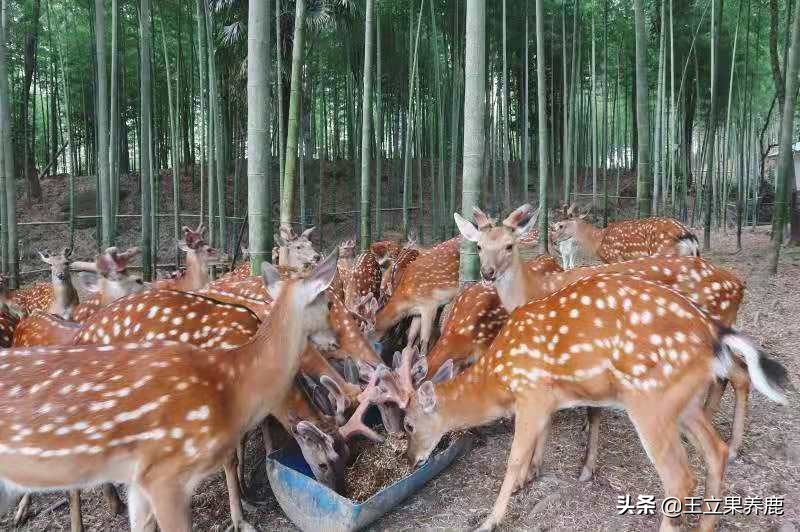养殖梅花鹿的前景,养殖梅花鹿30头多少成本多少利润