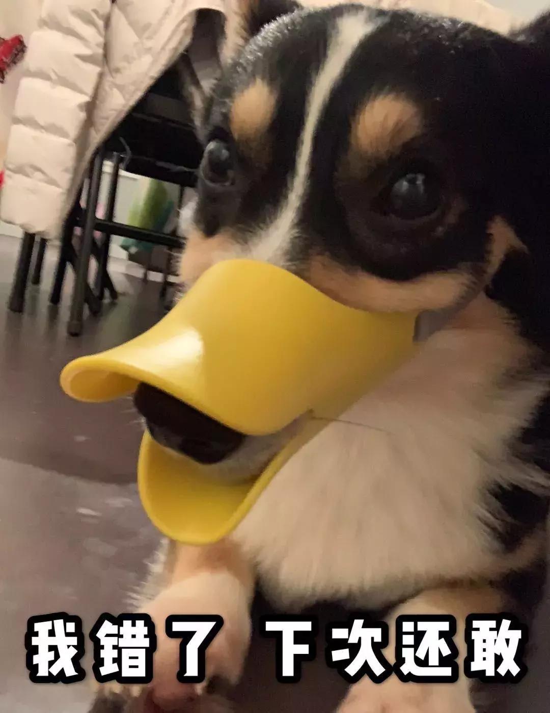 比熊狗狗老是乱咬东西怎么办,狗狗在家乱咬东西怎么办